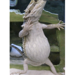 The lizard bois