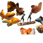 Goldfish country