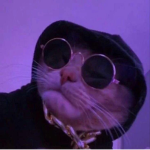 monkey cats