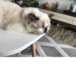 MISSY GROUP KITTY CAT