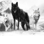 Wolf Pack is Here
