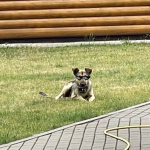 Garik