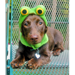 frog dog group