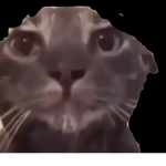 OmiOmi