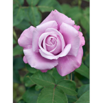 rose group