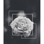 darkerline