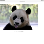 Panda silly squad
