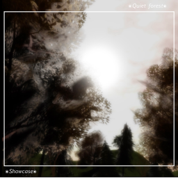 Quiet forest {Showcase}