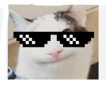 Cats United! (New group)