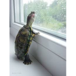 Turtle Bros