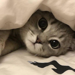 [XI cute XI]
