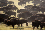 TheBuffalo Team