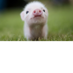 Survival the piggy the killer