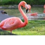 FLAMINGO ARMY BOIS