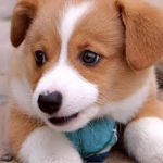 dogS ARE THE cutest GROUP