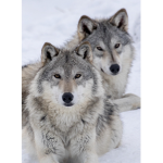 Wolflys