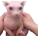 [ Content Deleted 12740377 ]