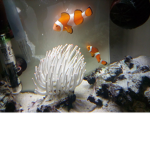 Sus fishy group