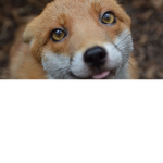 Fox Group2345