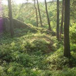 forest rain'