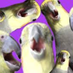 Alex The Honking Bird Fans