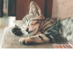 preppy_kittens