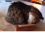 Cats like boxes