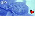 #turtles rule