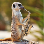 meerkat group:)