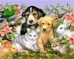 Lost a Pet
