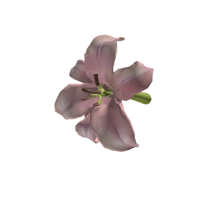 百合花 tropical baby pink lily ♡