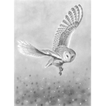 Team Owl XX
