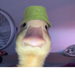 Rblx_Meme_lol