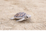 Turtle Luvers Fan Group