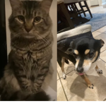 A cat vs a dog