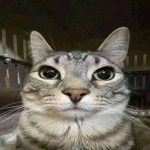 memes gatos