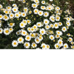 Wild daisies