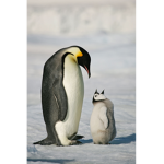Penguin shelter