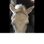 Pepper wood valley stables group