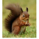 Squirle groupe
