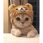 The cat queen's only!