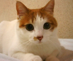 LittleKittensStars