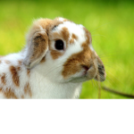 Bunny Bun Club