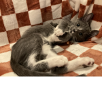 Ykclotheskitten