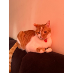 Simba the kitten group (nation of cats)