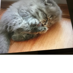 Cute kitten's group join please