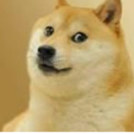 DOGGO_TEEM