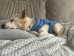 Mydogbubblesforever