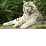 white tigers team!