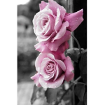 Team Rose tt